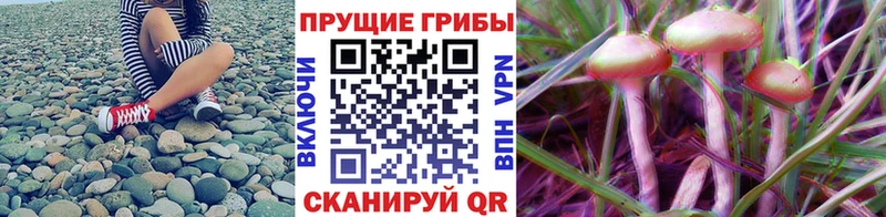 где купить наркоту  ОМГ ОМГ онион  Псилоцибиновые грибы Psilocybe  Сорск 